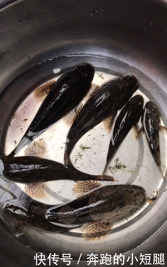 水电站下钓获一群“大嘴黑鱼”,老乡:新安江最好吃的鱼