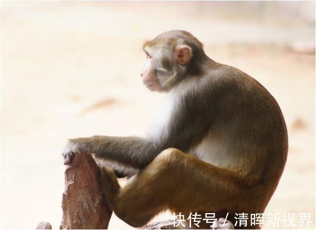 黄道|“猴猴猴”过了52岁，一定要好好看看，尤其是68年的大金猴