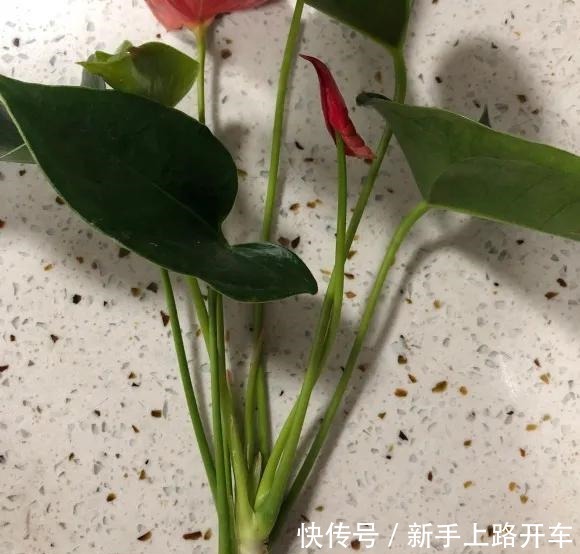8种花换盆,换好了生一堆,换错立马死!8种花换盆,换好了生一堆,换错立马死!