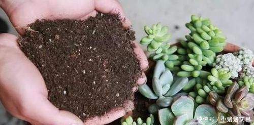 养花5年,总结出几个超实用养花技巧,5分钟学会,啥花都能活!