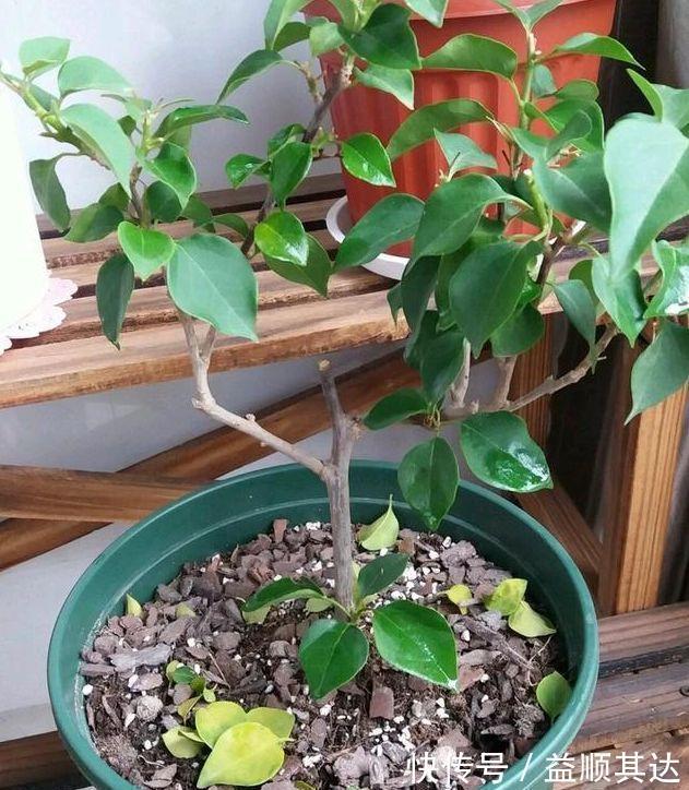 植物|三角梅长寿花不开花？用点“小手段”，催出满盆花苞，就是欠修理