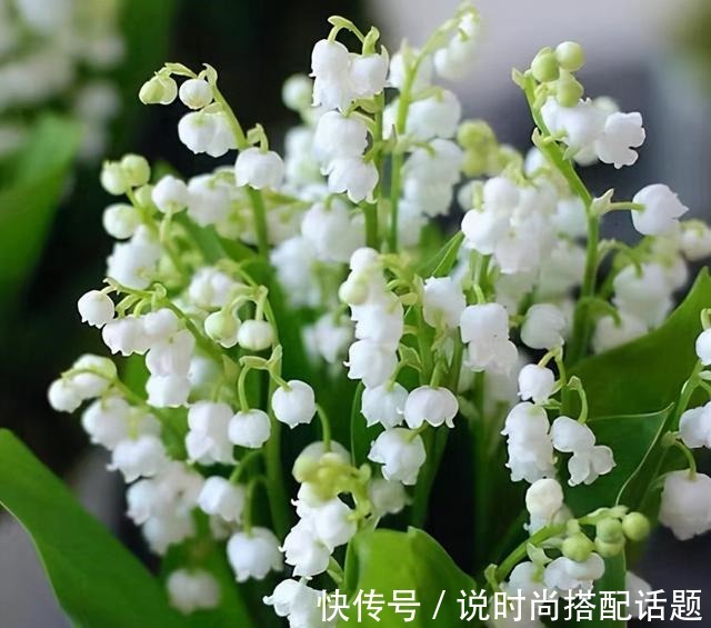 明星|一把“烂草根”能种出价值上万元的“手捧花”,明星和王室的最爱!