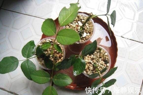 生根|月季花“扦插后”慎浇水,成活率高10倍,10天长白根,一棵变20棵
