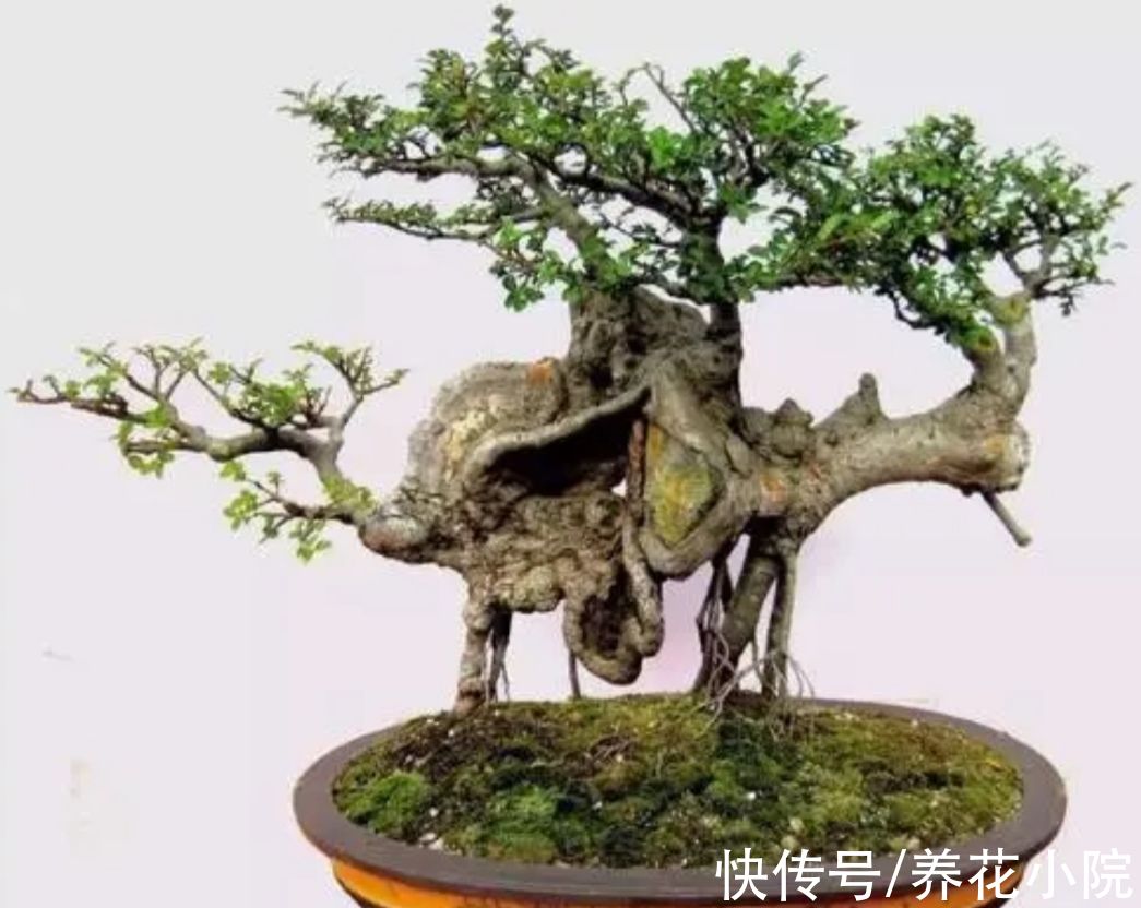 外面遇到3种树,适合做成盆景观,古朴苍劲观赏性强