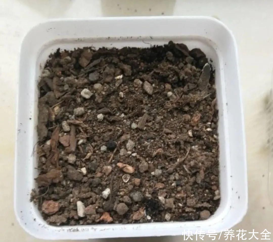 生根|6种花夏天扦插，枝条剁8段、撒土里，3岁小孩都能插活