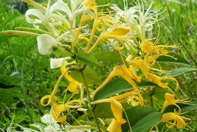 狗尾巴草|这个很有意思的中药,没想到清热效果这么好!