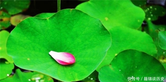 水中|秋日读诗:荷花落片自成船,看他走遍水中天