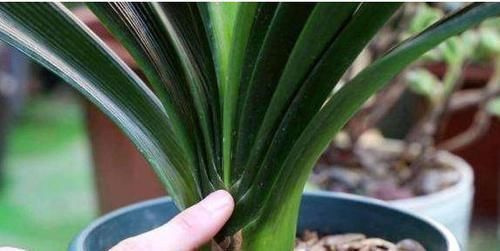 君子兰也分公母?养10年也不开花,根源在这里