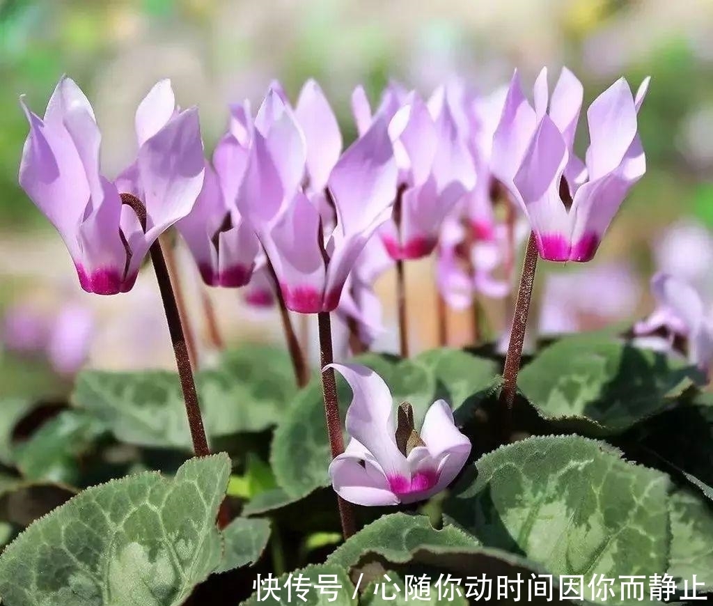 5种常见植物缺水信号,怎么处理呢?看情况分别对待