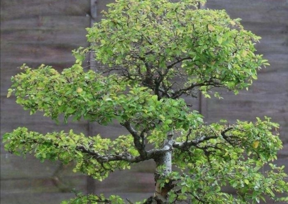 野外5种常见的树,制作成盆景,美观大方,观赏价值高