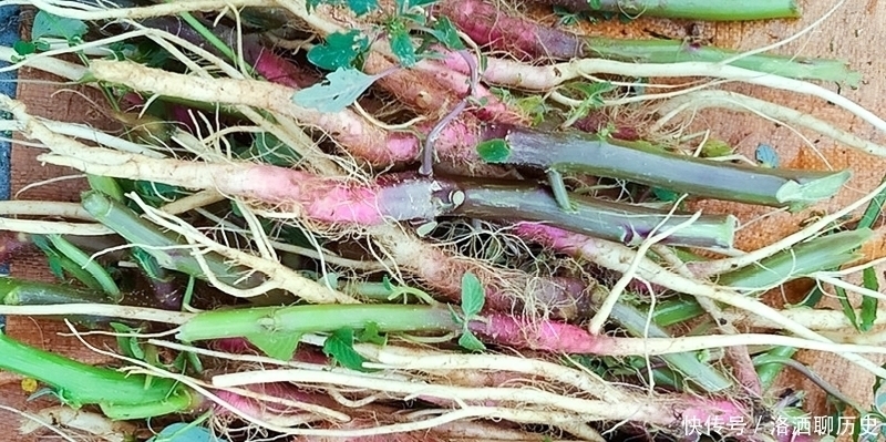 刺苋菜|此菜越老越好,叶子少人吃,根煲汤祛湿有奇效,16元1斤