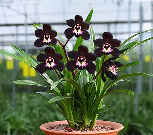 浓郁|非常妖艳的墨兰,香气浓郁,花色罕见,非常适合兰友入手雅赏