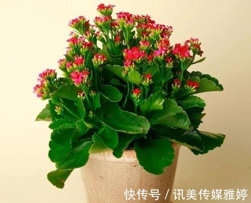 秋季|要想长寿花开花漂亮，秋季管理很重要，该怎样管理？