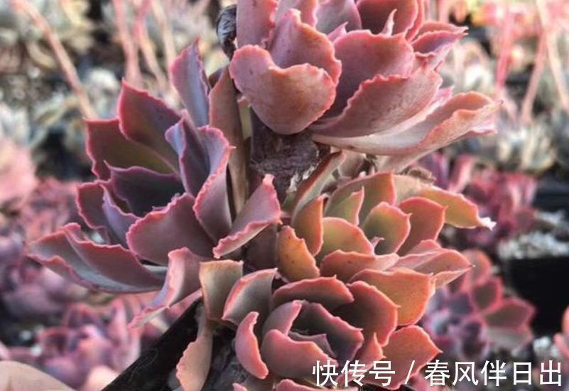 植株|入秋以后，给多肉植物浇水有讲究，掌握4个要点，叶片肥厚上色美