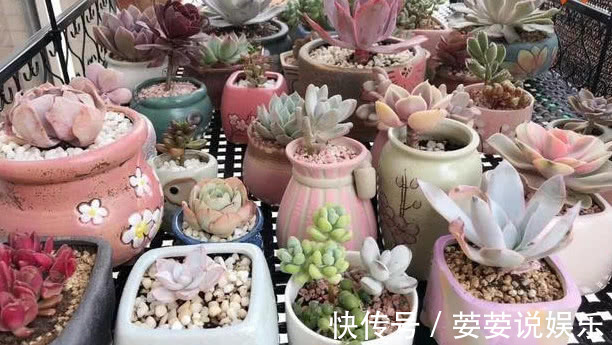 叶片|多肉一到夏天就死学会“5招”,安全度夏,叶片饱满,还爆盆了