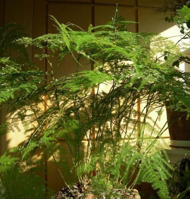 文竹有“三怕”,避开生机勃勃,撒欢长猛窜芽,养成苍劲小老桩