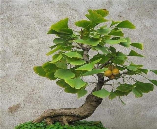 这几种花寿命长,一盆能活几十年,养在家里能当传家宝