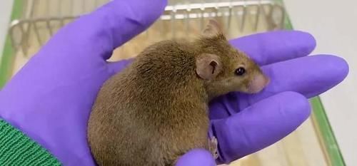 柳叶刀|“吃得越饱,死得越早”,有没有科学依据?权威机构研究出来了