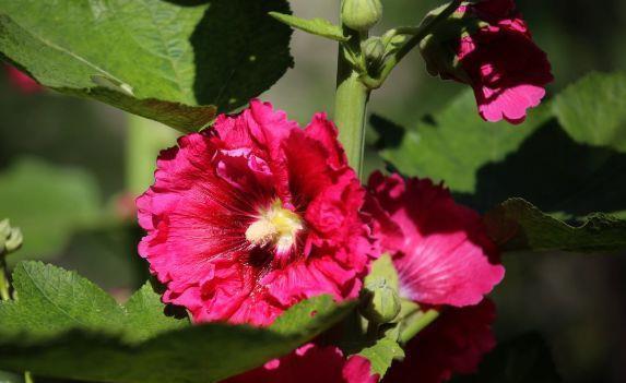 农历|农历6月24日开始,养花养个耐看的,花型奇特美丽,年年开花不断