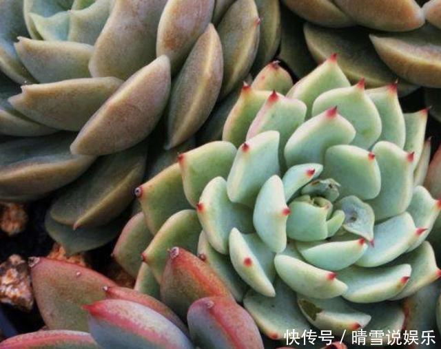 多肉叶插“不麻烦”,将“4个步骤”处理好,8天生根,冒出小苗!