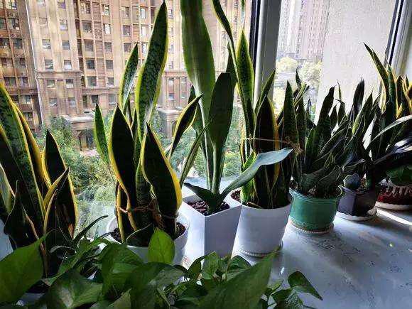 养虎尾兰,一个小技巧,长得快、侧芽多、叶厚实,3个月长爆盆