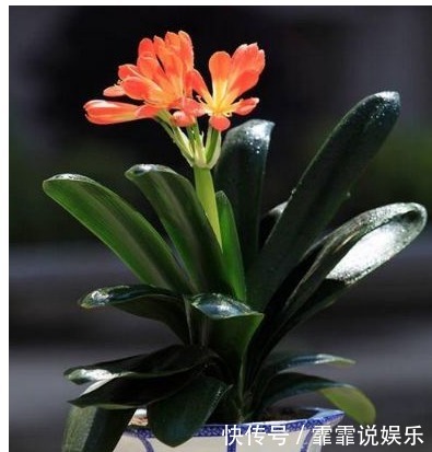 什么淘米水、啤酒水都不如“它”,君子兰蹭蹭长,花友赚大发了