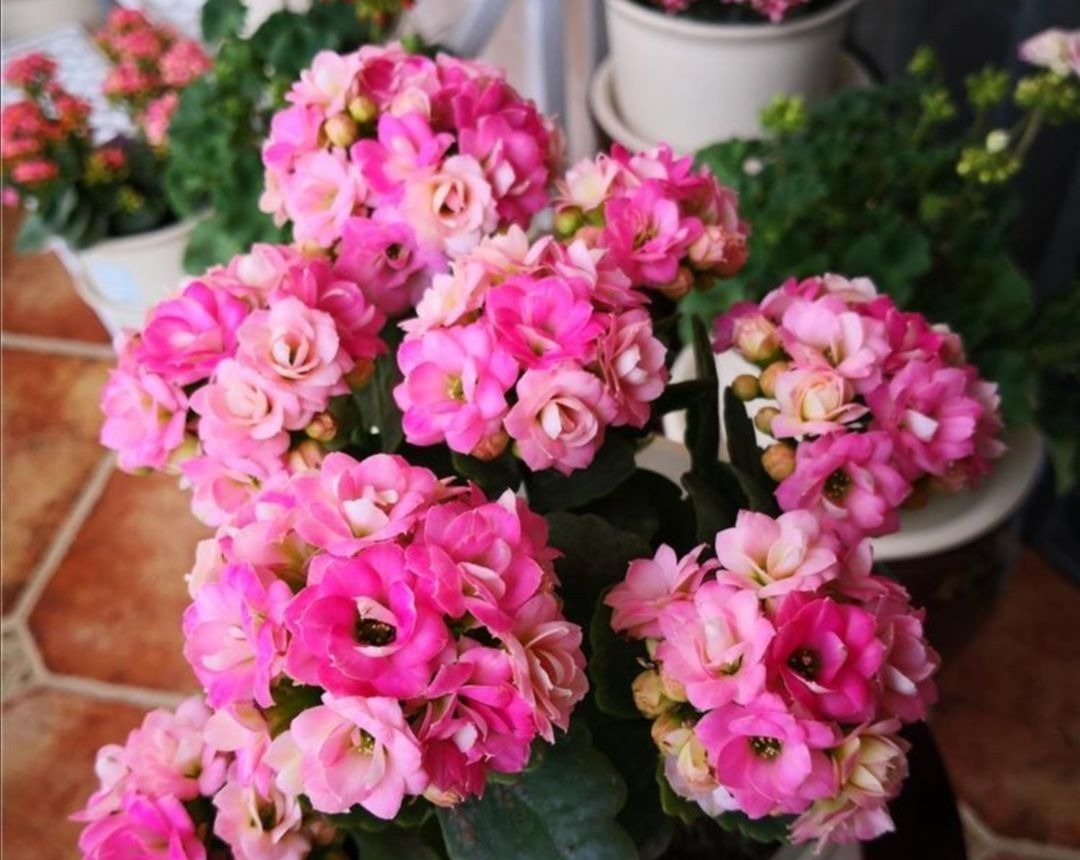 养长寿花蟹爪兰，别只顾浇水，用上“1种肥”，花苞稠密早开花