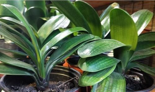 君子兰|“懒养”君子兰,一年不施肥,叶片油亮,花朵娇艳,花开四季不断