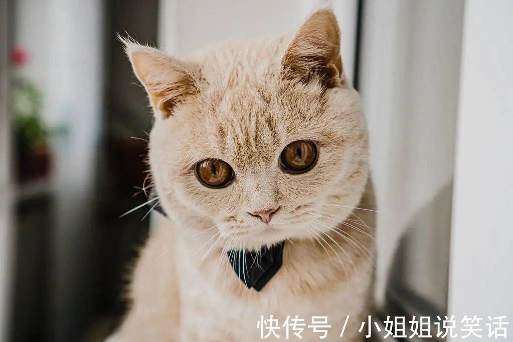 |2022最新幽默段子,够你乐到过年