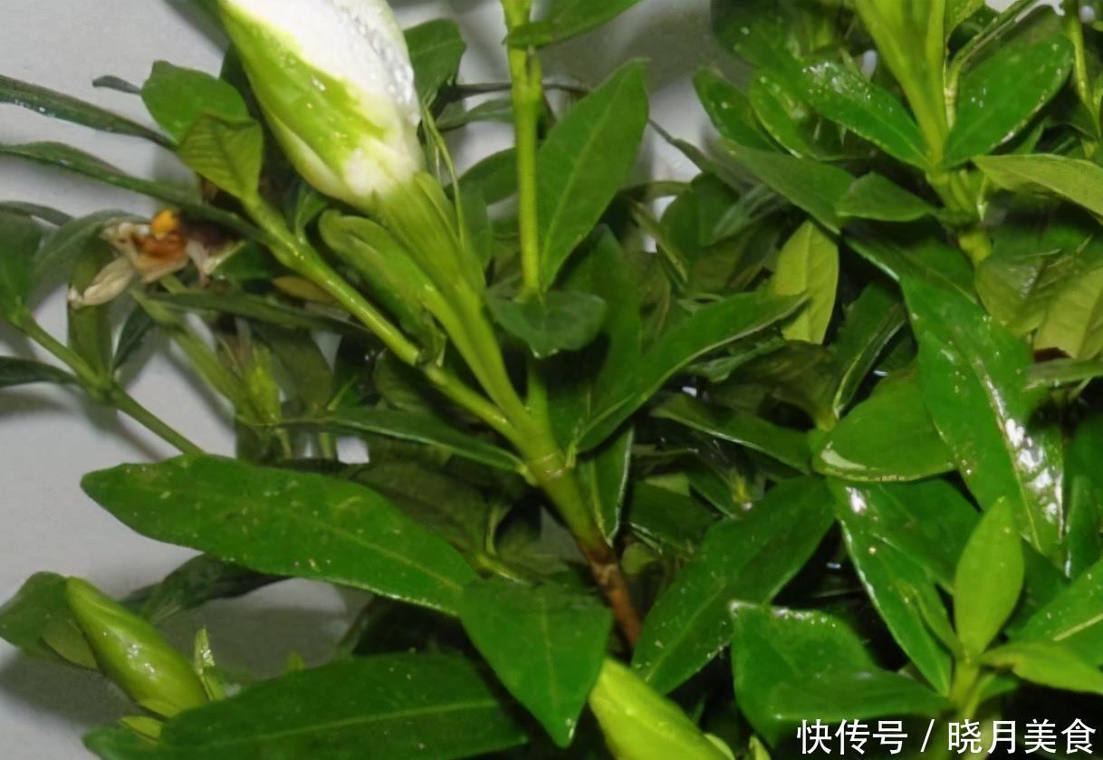 栀子花的花蕾开不了?做好一点,叶子水灵灵,花苞完美绽放