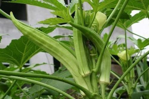 红豆|有糖尿病的人，坚持吃点“它”，血糖越来越低，比打胰岛素都强