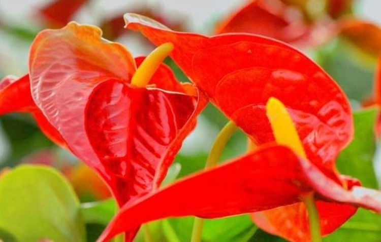 几种花是花中劳模,一年四季开花不断,花色鲜艳,适合种在庭院