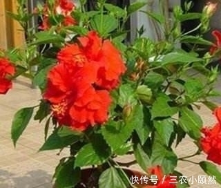 此种“小东西”自带酸性,肥力大,花盆里撒一把,治虫、不黄叶!