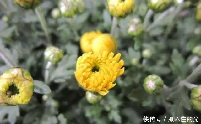 金银花|口干、口苦、口臭，肝火旺，用它泡水喝，三天见效