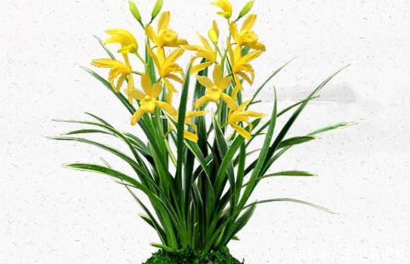 养君子兰和兰花三个错误不能犯，要了解清楚，不然长不好