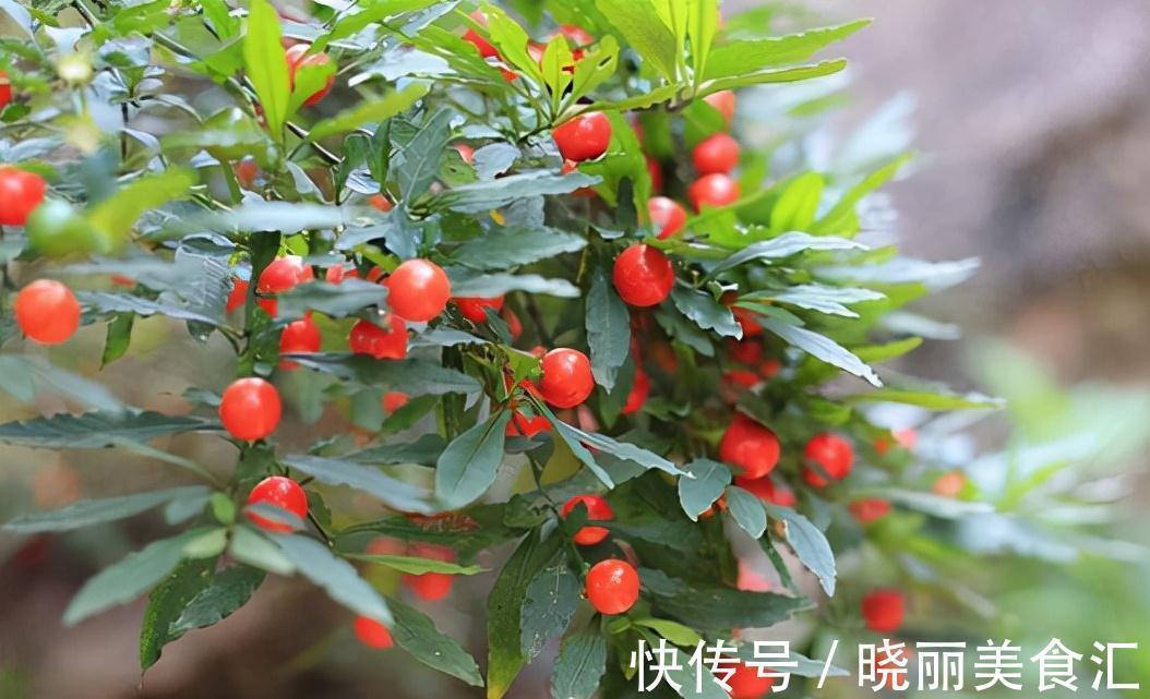 何首乌|5种为盆栽而生的植物，名字好听易养活，你家山上可能有，别错过