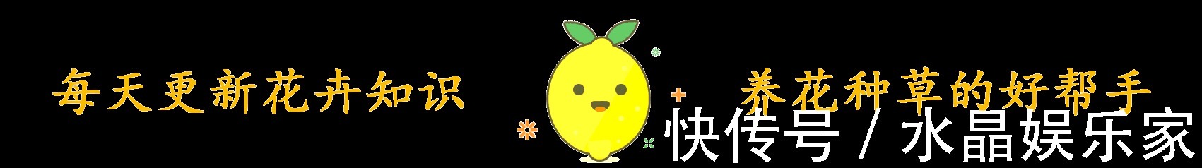 君子兰花箭“闷坏了”,夹箭严重怎么救教你一招