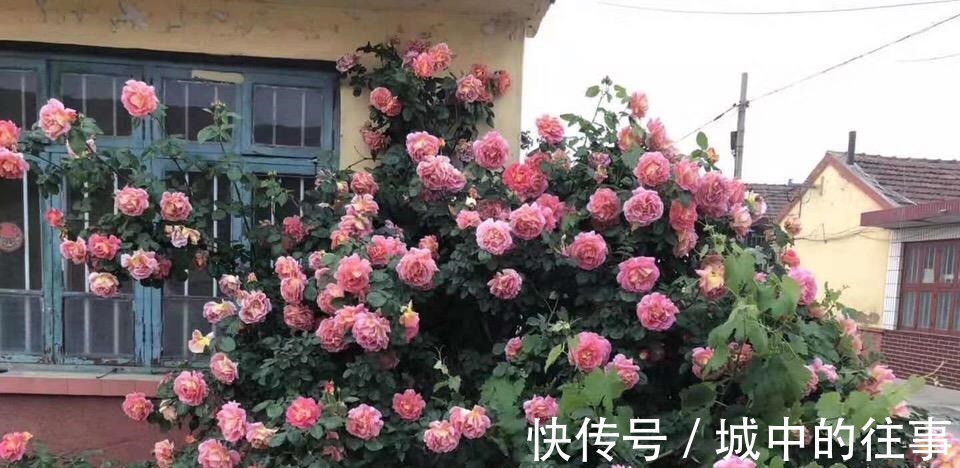 吴大爷养“月季”,三月喂点“零食”,花朵嗖嗖冒,1年开不停!
