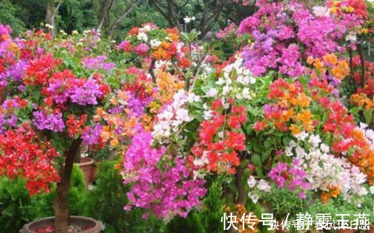 三角梅|4种花就适合现在养，花朵多、花期长，新手懒人都养得好！