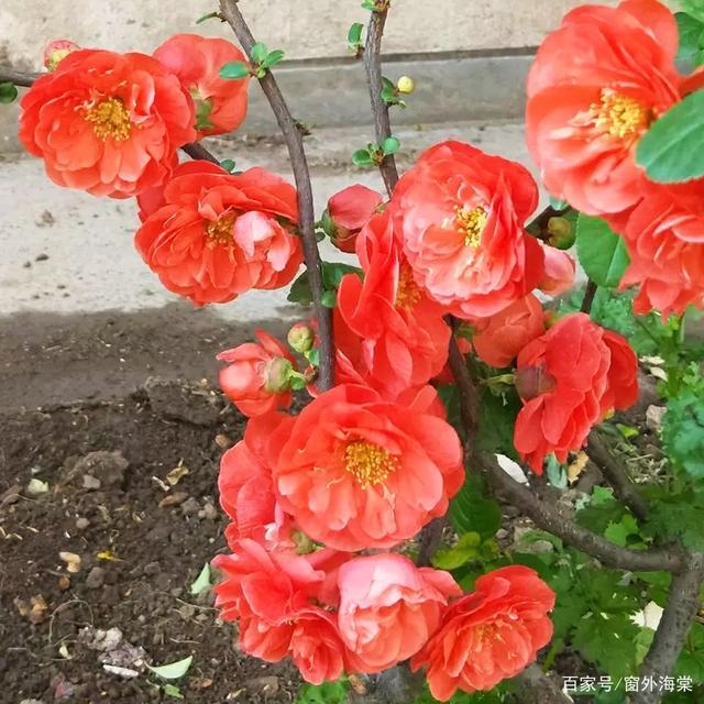 浅思#佳心无惧寒澈骨,浅思深汲待红梅