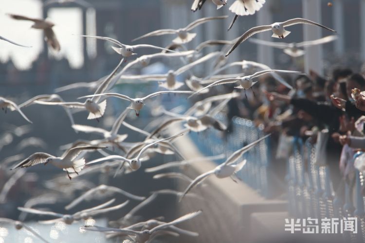 人潮鸥海入画来|显微镜 |人潮鸥海入画来\＂,\＂i12\＂:\＂显微镜