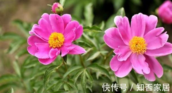 芍药移植，春天和秋天哪个时间好，这1步没做对，难怪芍药长不好