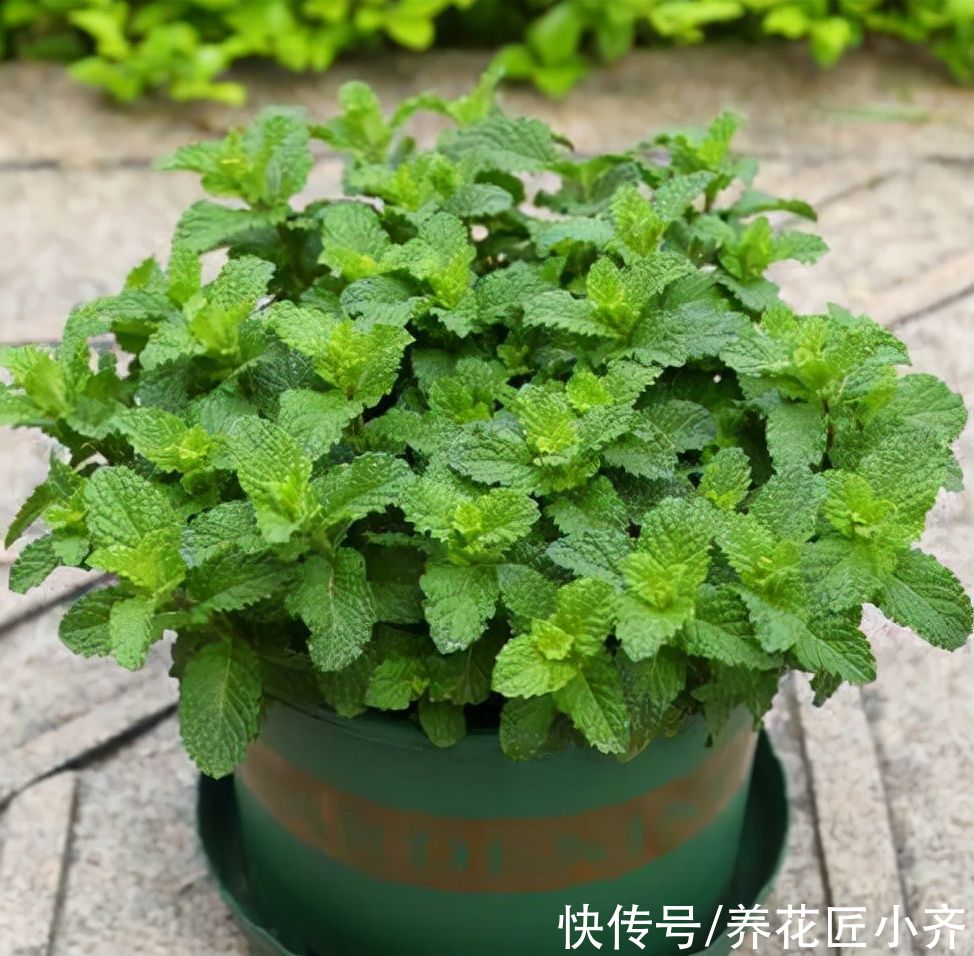 5种“健康花”,现在种养好它,夏天可有“大作用”,漂亮又养生