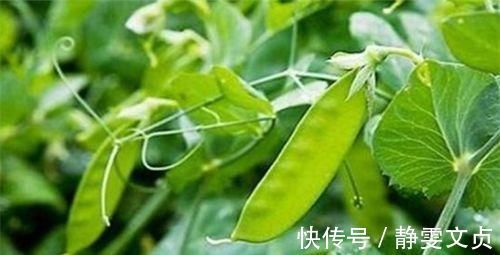 荷兰豆|对身体很不错的3种食物，排毒养颜、延缓衰老，早吃早健康！