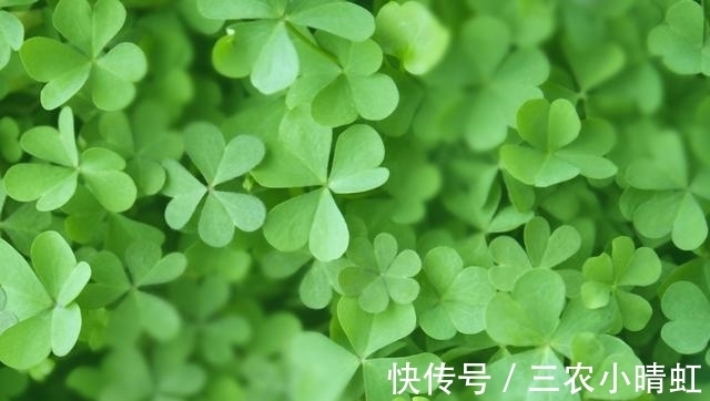 三个叶子心形是什么植物 三个叶子心形是什么植物