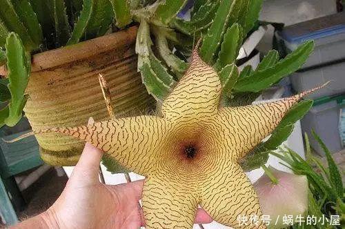 八种臭气熏天的植物,花型却很美丽