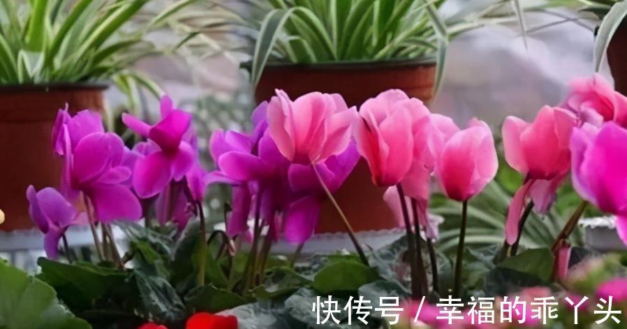 冬天养4盆花,浇水很关键,管住手才能多开花,你了解嘛