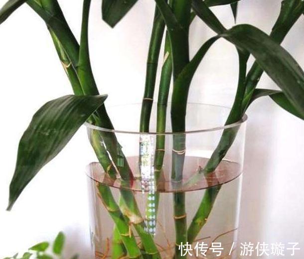 水培植物长势差,易烂根,注意4个细节,不烂根养护省心