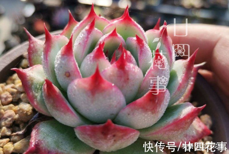 上色美成仙|7月8月徒长变青菜的多肉，9月做好四件事，10月上色美成仙