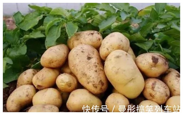 土豆|胃不好不能吃葵花籽？建議：除了葵花籽，這2種食物也盡量遠離